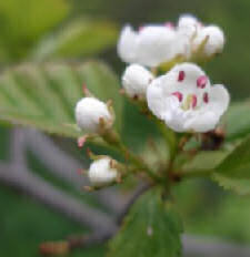 hawthorn blossom: source http://nefaeriaofetsy.blogspot.com/2009/04/beltanemay-day.html