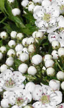 Hawthorn in flourish - from Hedgelink UK source: http://www.hedgelink.org.uk/index.php?id=15