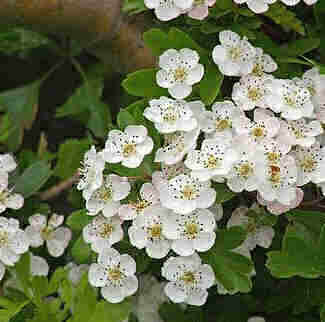 Hawthorn in May: source http://quezi.com/6890