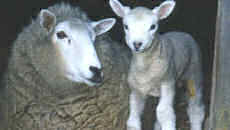 the lambing season; To taste of every food in order, This is proper at Imbulc,	Washing of hand and foot and head; It is to you thus I relate. - Quatrains on Beltaine, &c from the early 16th century (see the text)