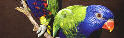 Margaret RainbowWeb - Rearthing the Cities: http://www.users.on.net/~arachne/index.html